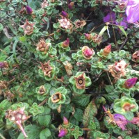 Osbeckia lanata Alston